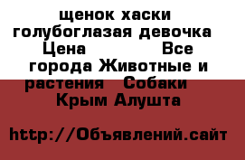 щенок хаски  голубоглазая девочка › Цена ­ 12 000 - Все города Животные и растения » Собаки   . Крым,Алушта